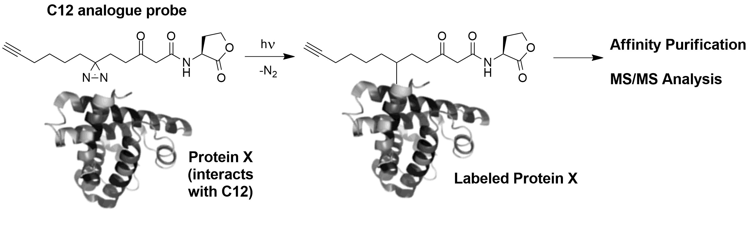 Scheme of labeling reaction
